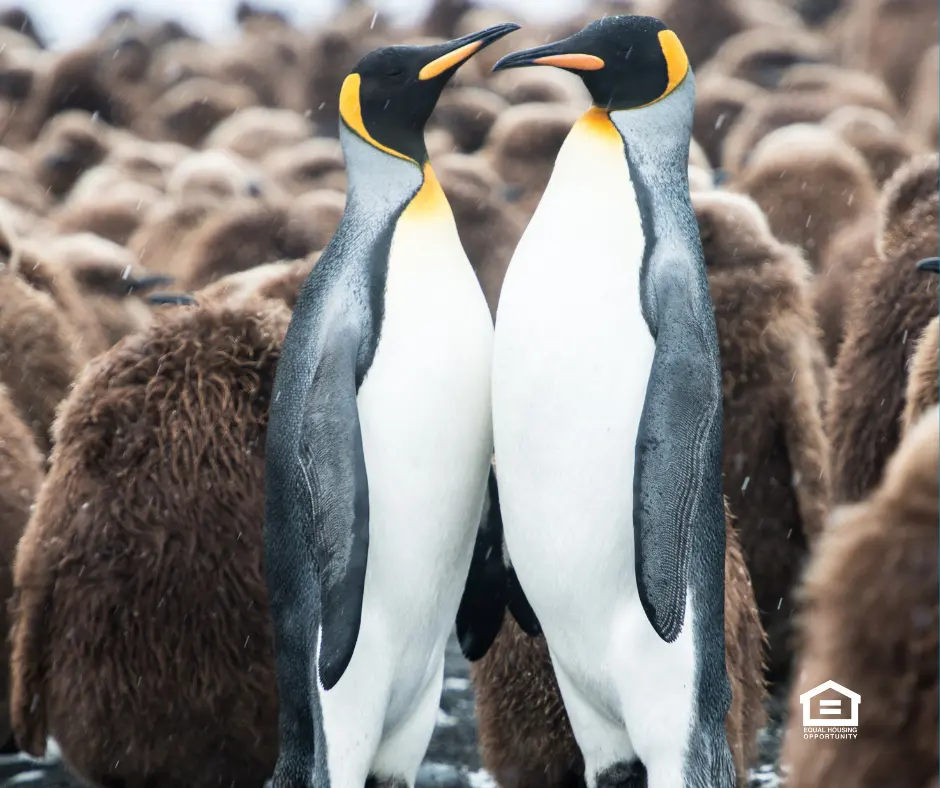 Two penguins chest to chest in a dispute