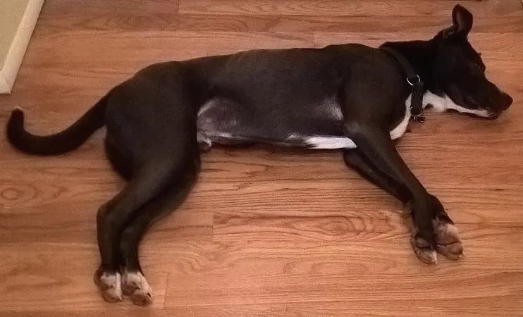 black dog lying on wood floor