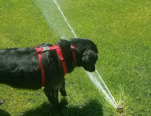 black dog getting sprayed by lawn sprinkler