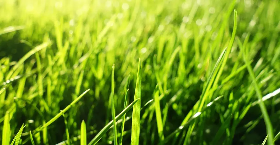 Close up picture of green grass