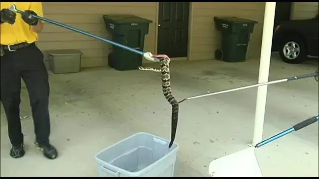 A rattlesnake being lowered into a bucket by wildlife personnel