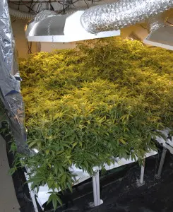 Marijuana plants growing on raised tables