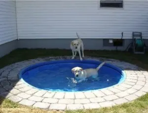 Inground dog pool with dogs playing