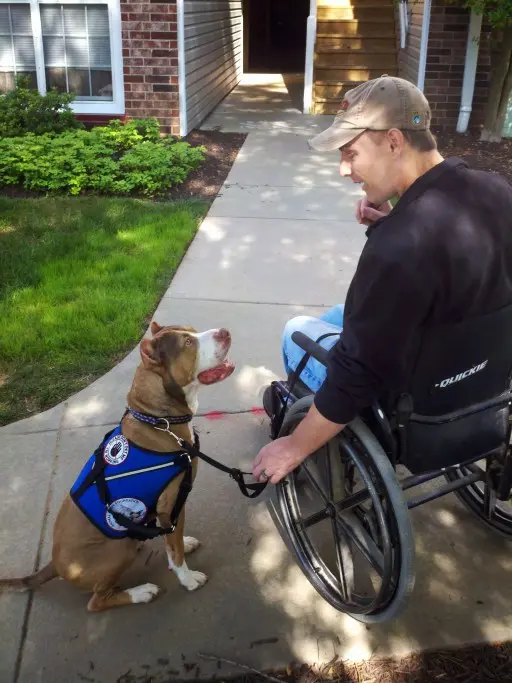 A service pit bull with owner who is in a wheelchair