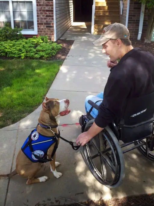 can a pitbull be a service dog in florida