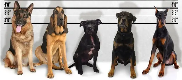Dogs in a mock line up
