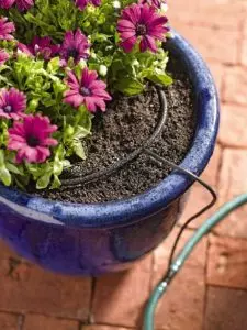 purple flowers in blue pot