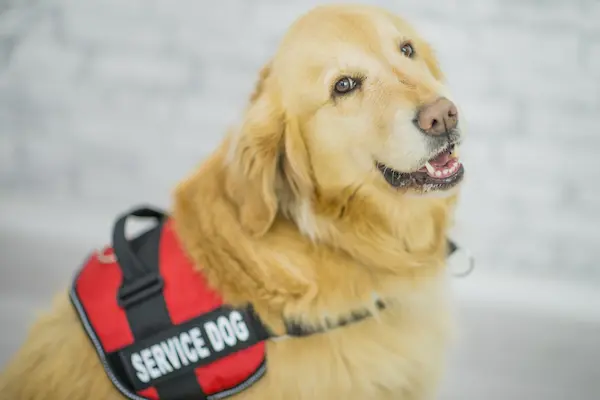 Golden Retriever wearing Service Dog vest.