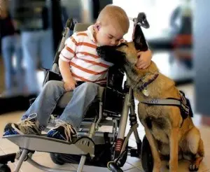 A boy in a wheelchair and his service dog