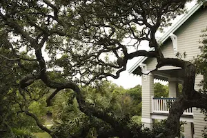 Large tree next to a house in a side yard needing trimmed