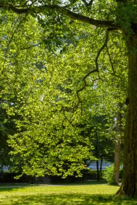 Large tree needing its branches trimmed